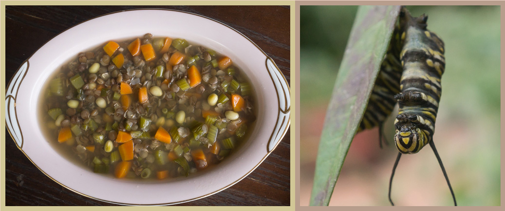 Give it the time of day - soup, caterpillar