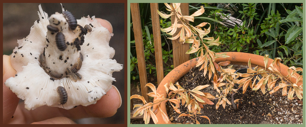 Give it the time of day - fungi, bush