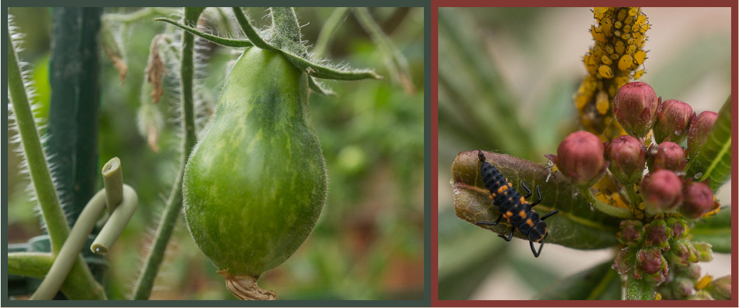 Give it the time of day - tomato, lady beetle larva