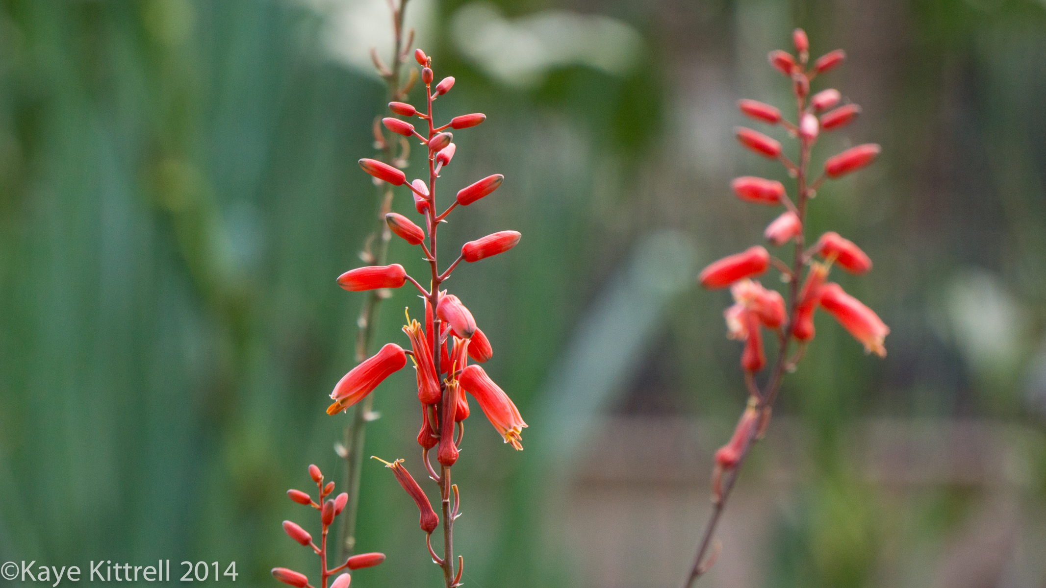 Loveliness after the rain & More on our Water Woes - Aloe Vera blooms