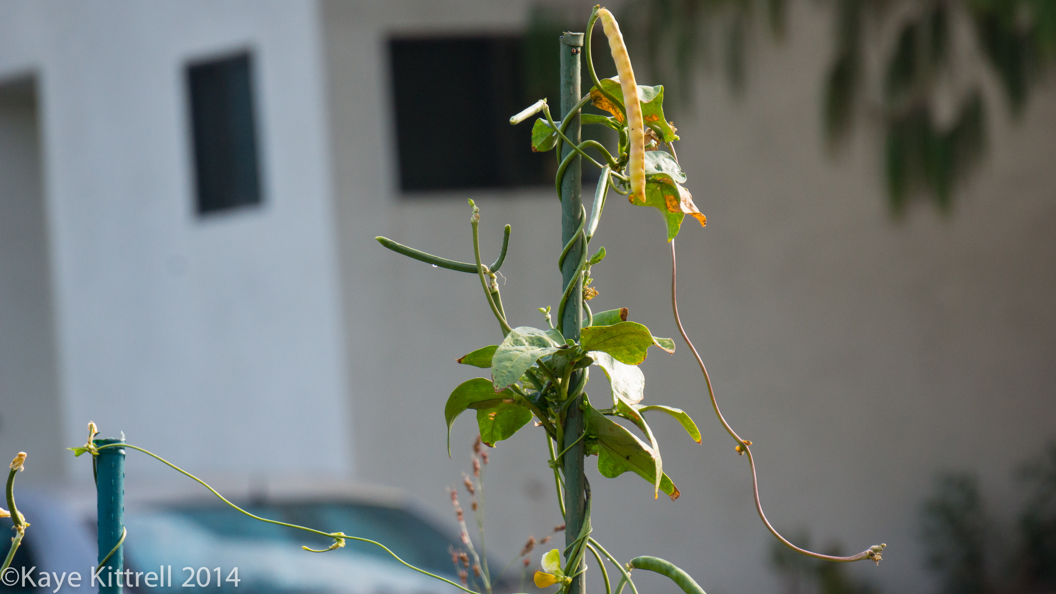 Loveliness after the rain & More on our Water Woes - Cremes pea vine