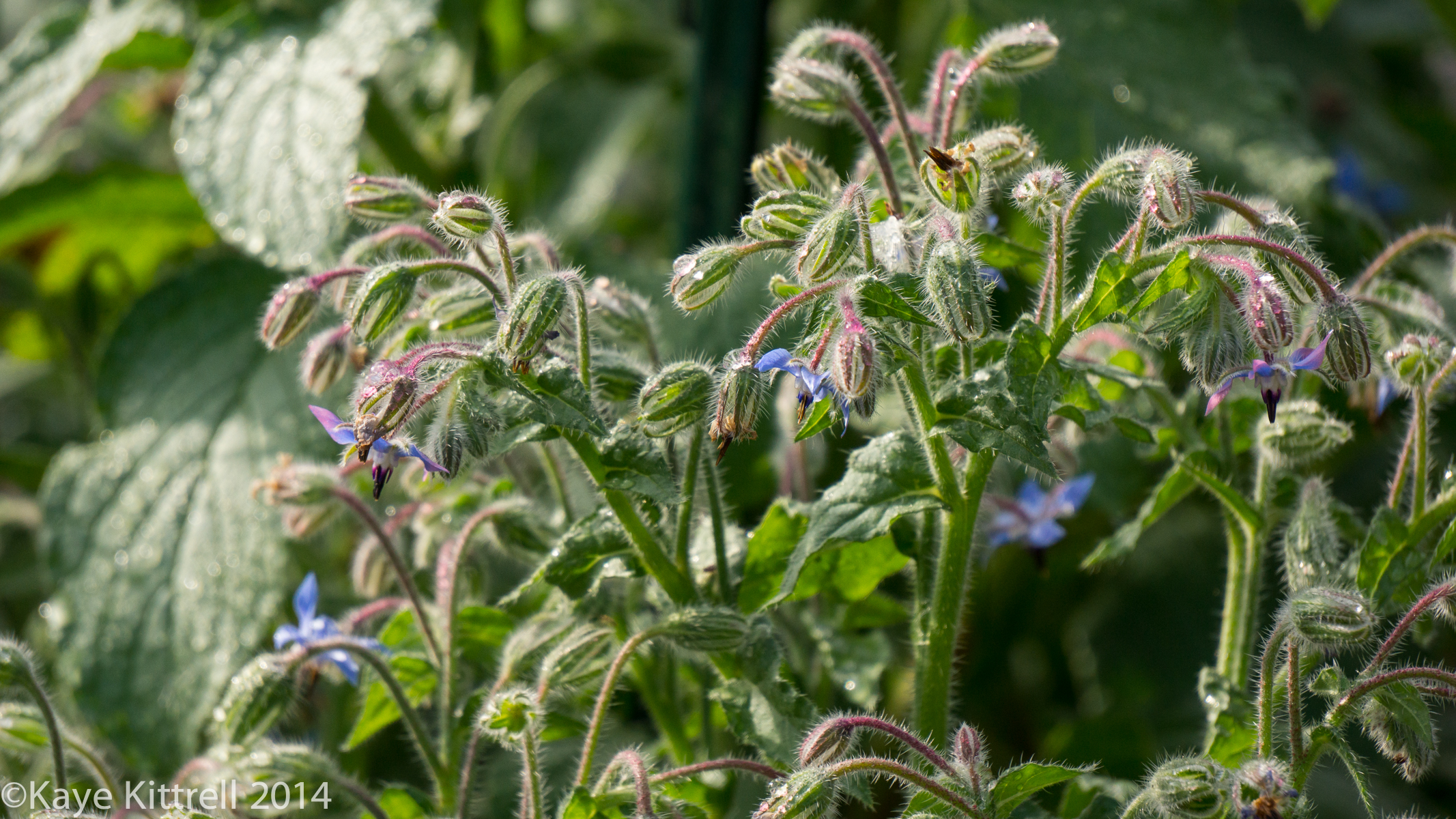 Loveliness after the rain & More on our Water Woes - Borage blooming
