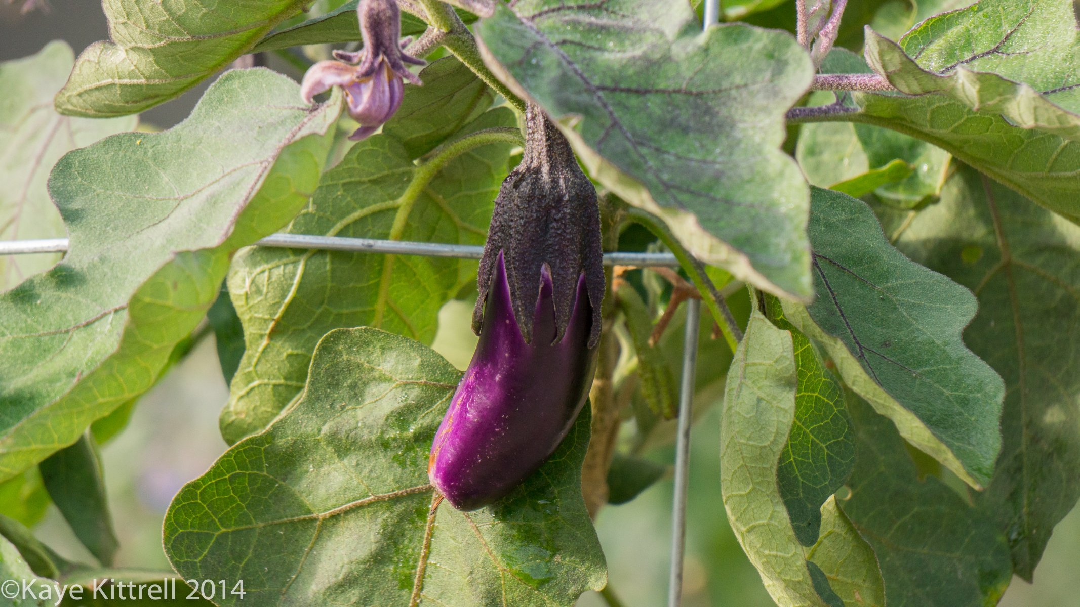 Loveliness after the rain & More on our Water Woes - Eggplant