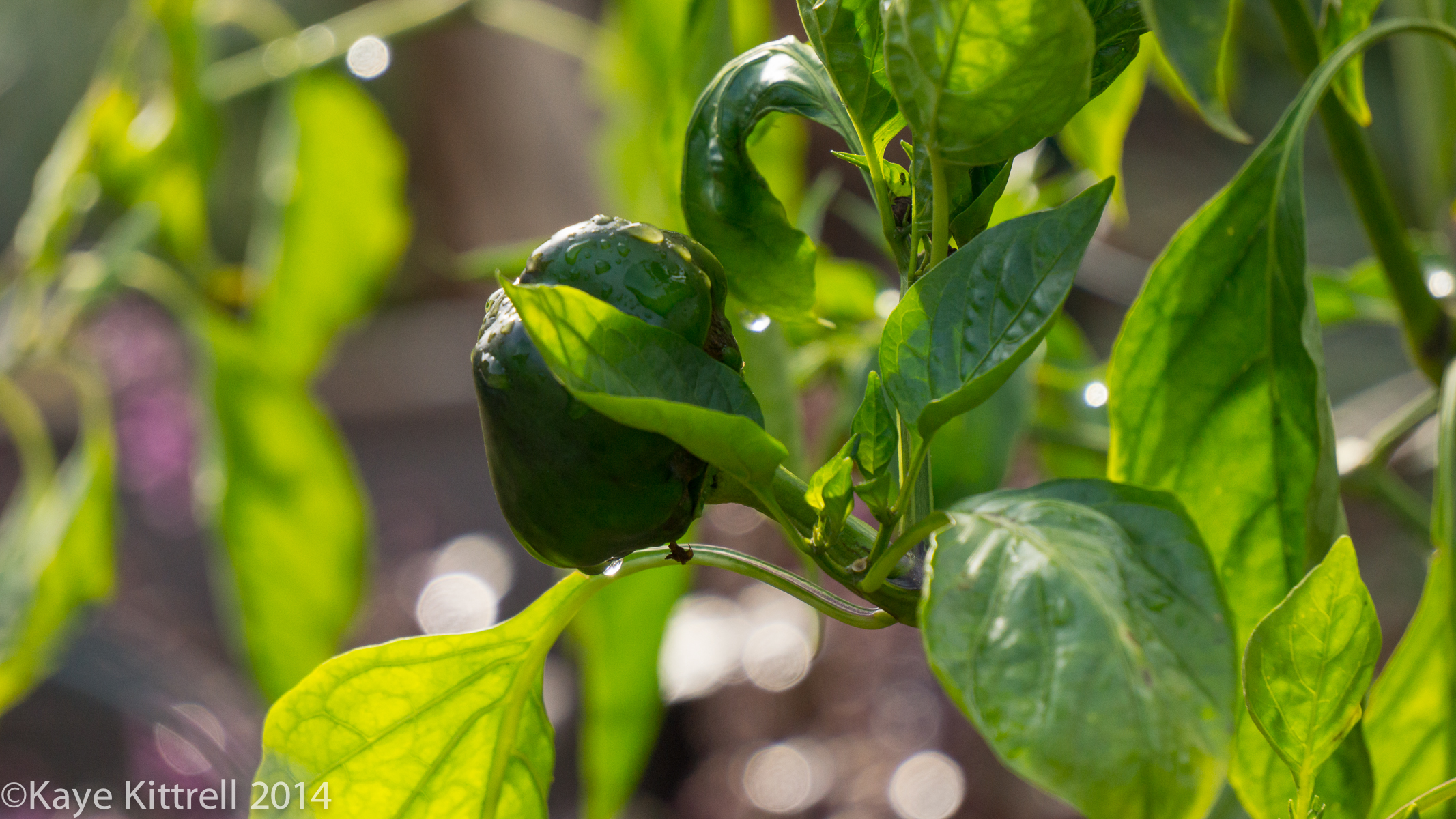 Loveliness after the rain & More on our Water Woes - Pepper plant