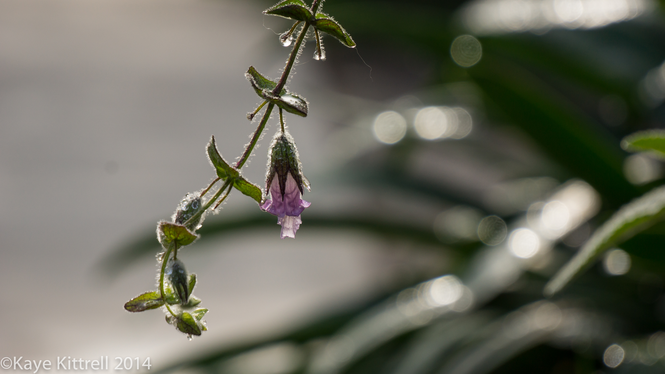 Loveliness after the rain & More on our Water Woes - Pitcher sage bloom