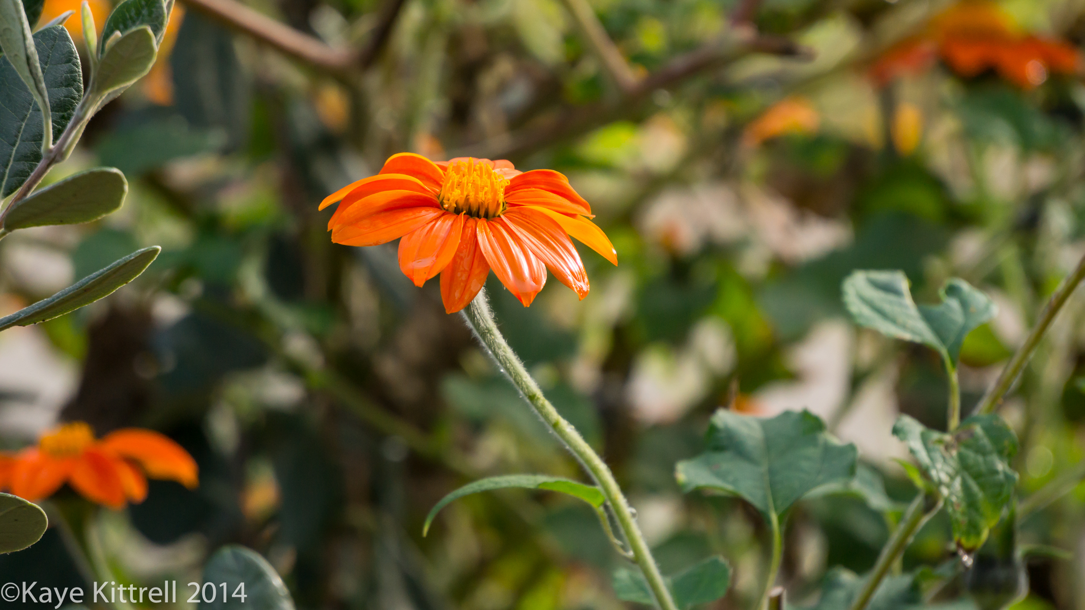 Loveliness after the rain & More on our Water Woes - Mexican Sunflower
