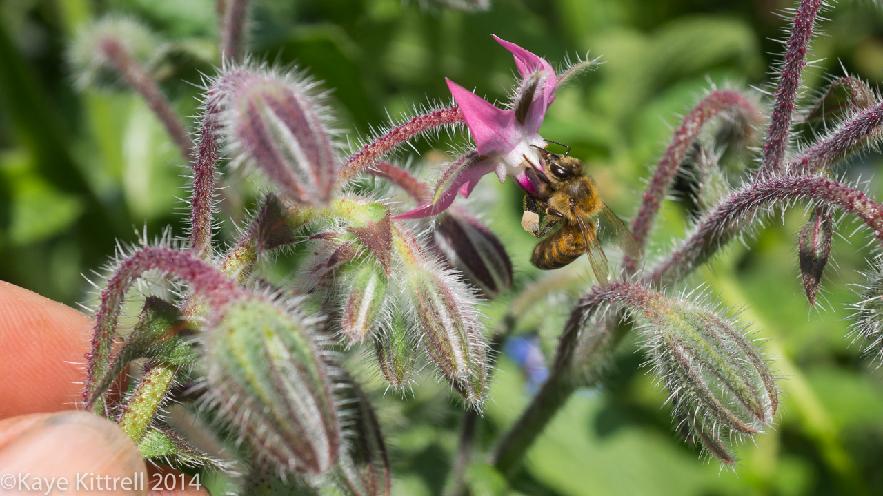 We need all the bees we can get - bee on pink borage bloom