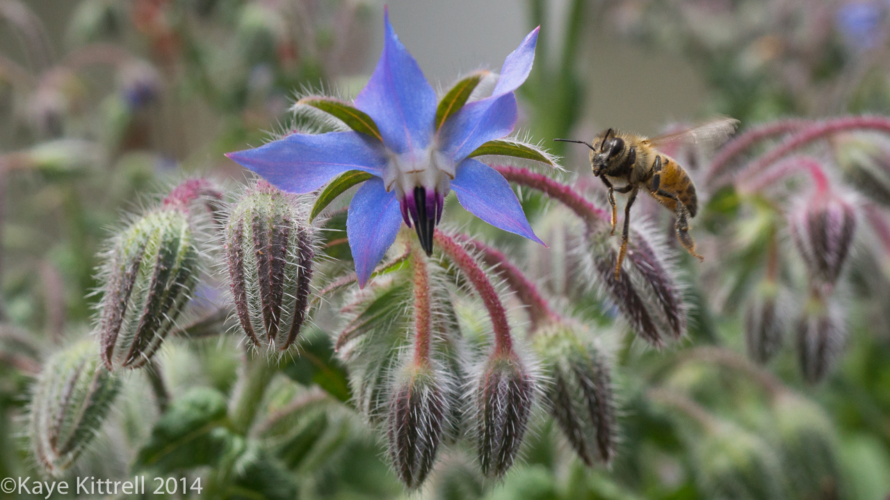 We need all the bees we can get - borage & bee