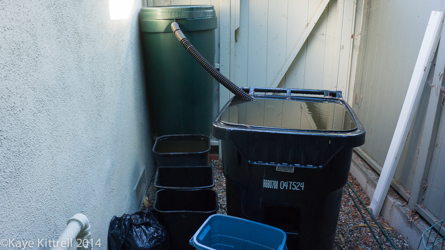 Halloween brings a treat, rain! - rain barrel
