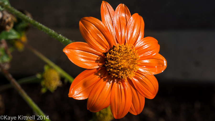 Halloween brings a treat, rain! - Mexican sunflower
