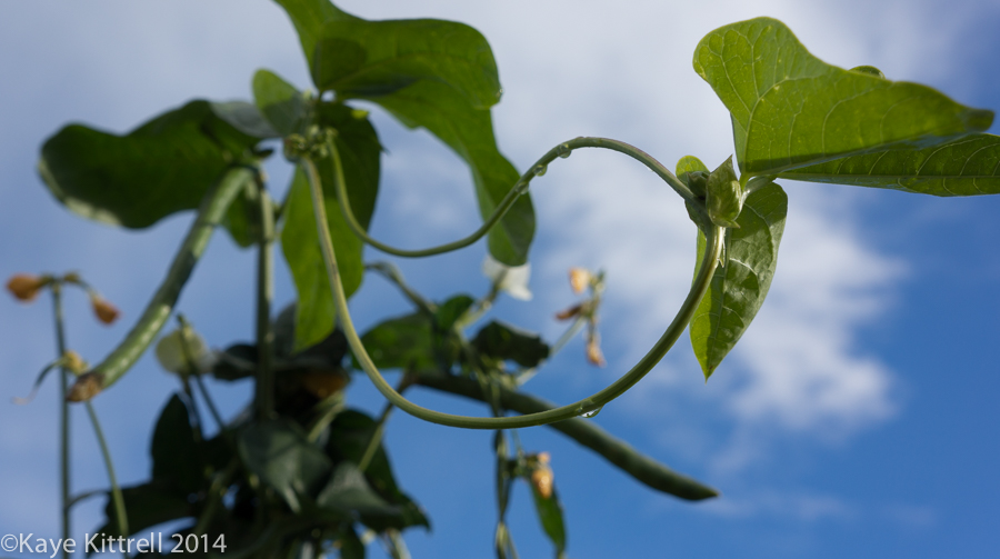 Halloween brings a treat, rain! - Cremes bean vine