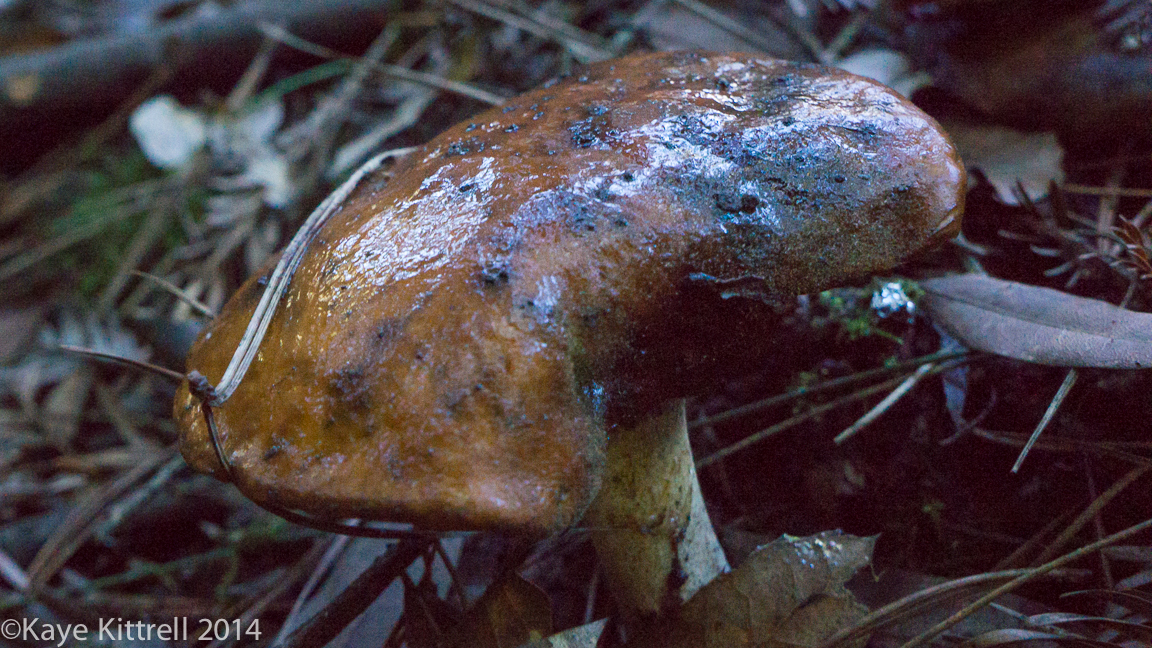 Nature Walk-Name that Fungi!-9.