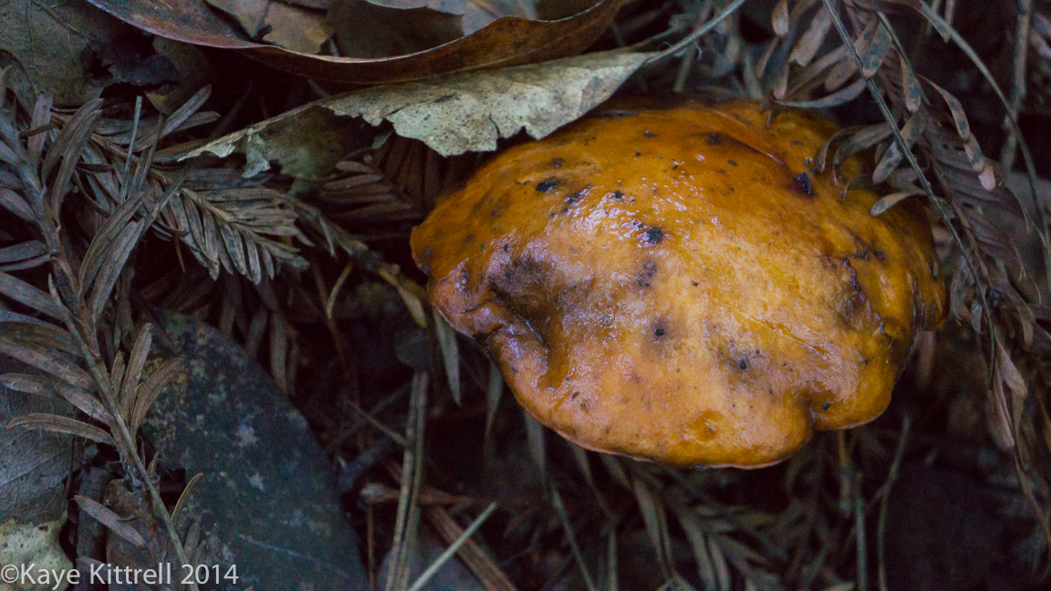 Nature Walk-Name that fungi!-9b.