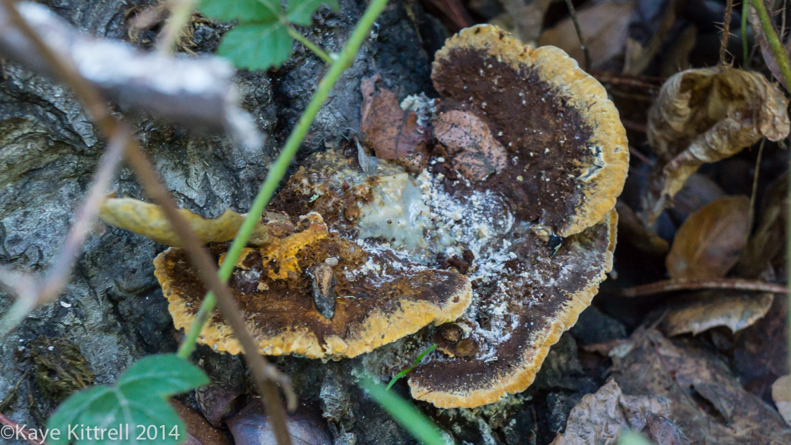 Nature walk-Name that fungi!- A.
