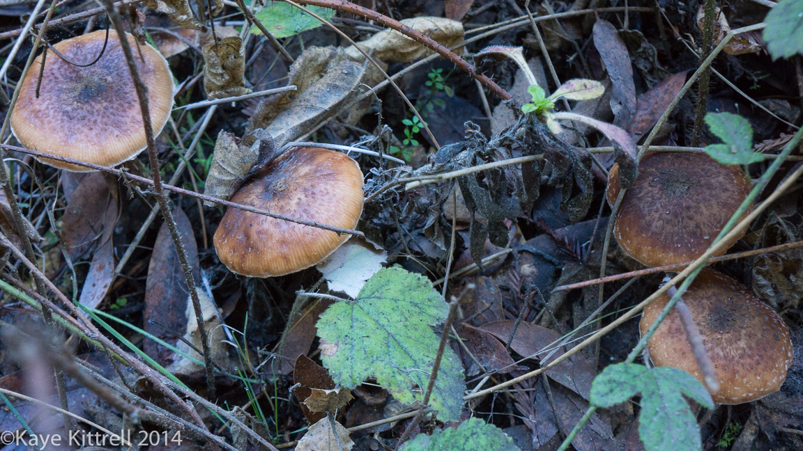 Nature Walk - Name that fungi! - B.
