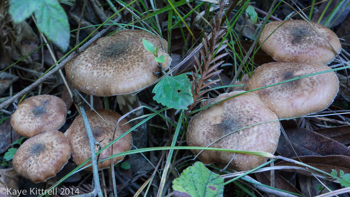 Nature Walk-Name that Fungi! - 2b.