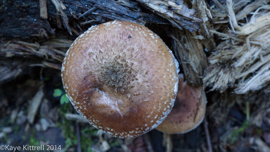 Nature Walk-Name that fungi!-2c.