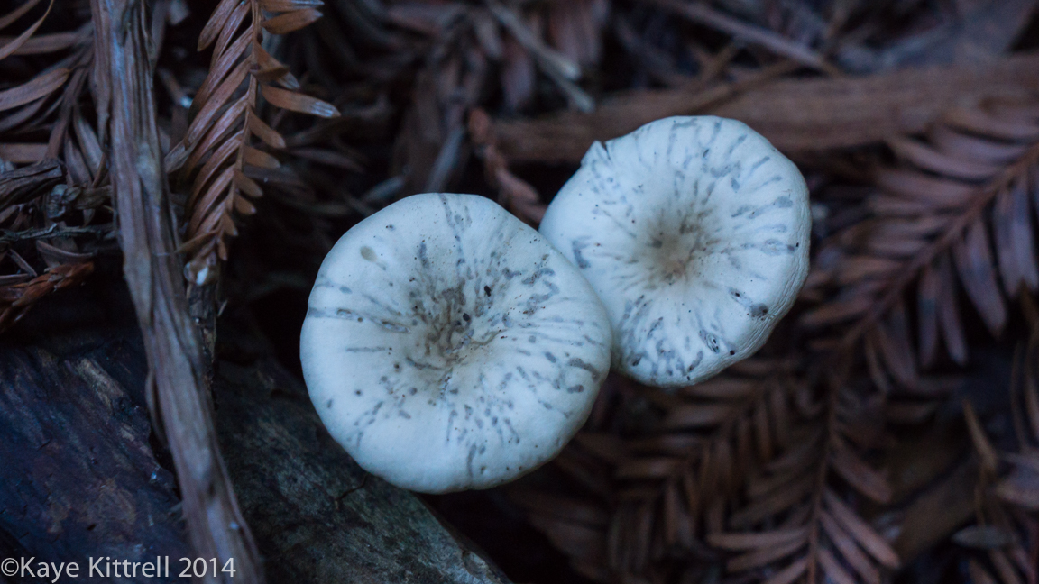 Nature Walk-Name that fungi!-3.