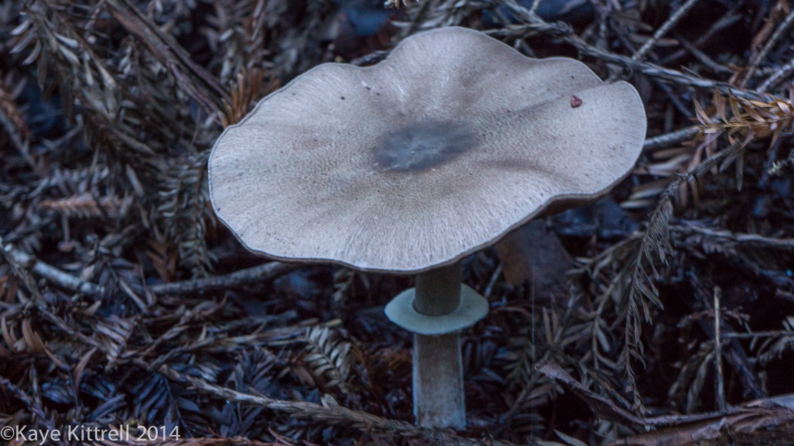 Nature Walk-Name that fungi!-6.