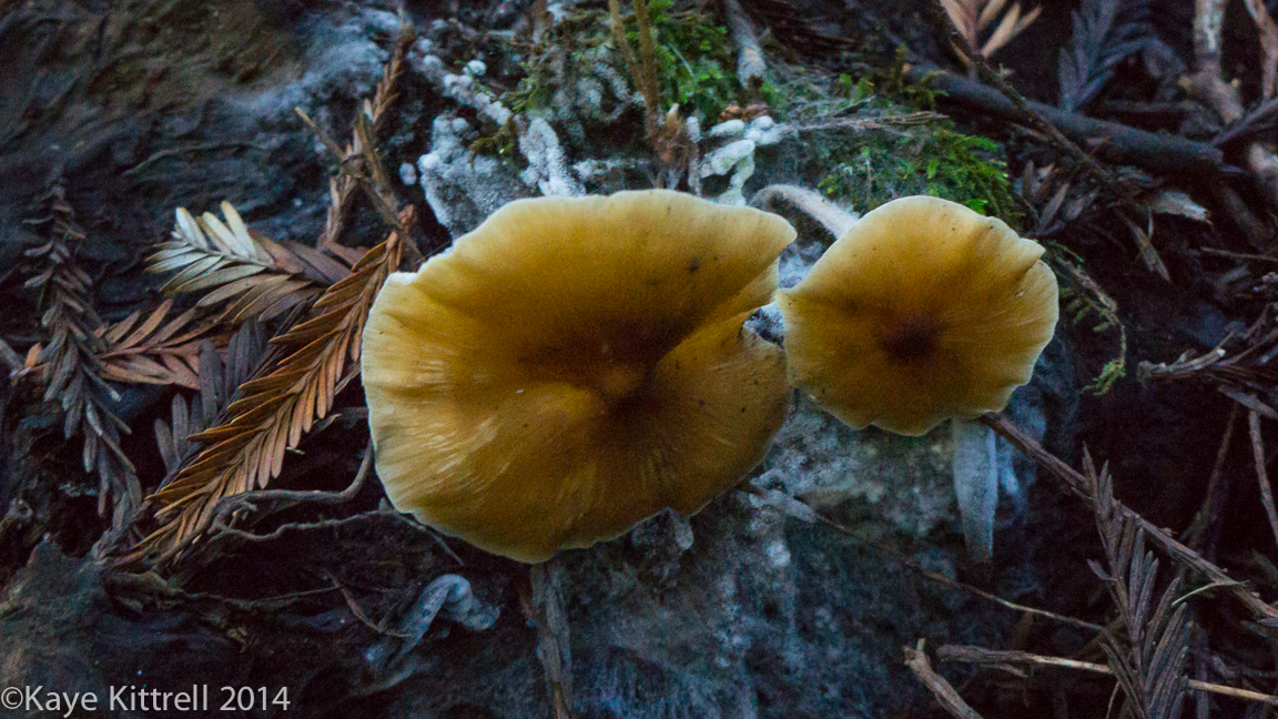 Nature Walk-Name that fungi!-7.