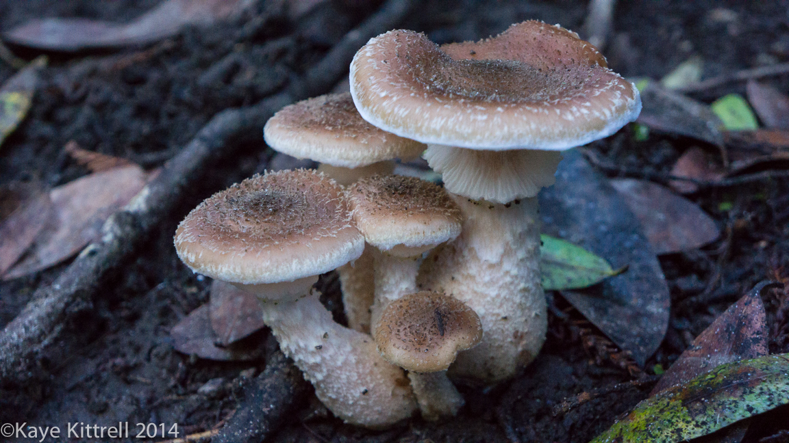Nature Walk-Name that fungi!-8.
