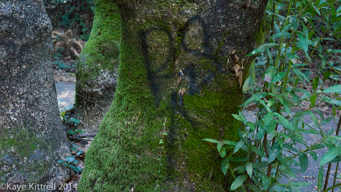 Nature walk-Name that fungi!-graffiti tree