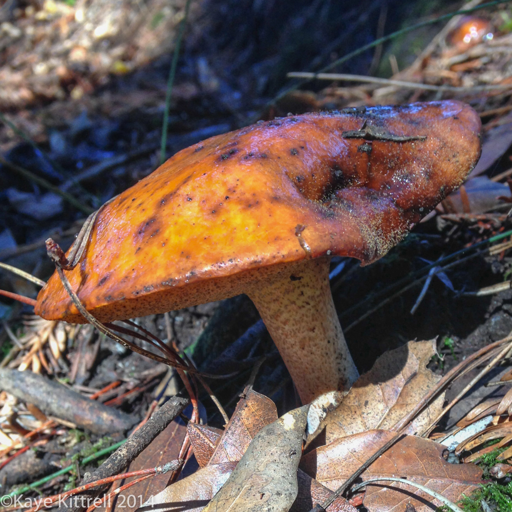 Nature Walk-Name that fungi!-9. in sun