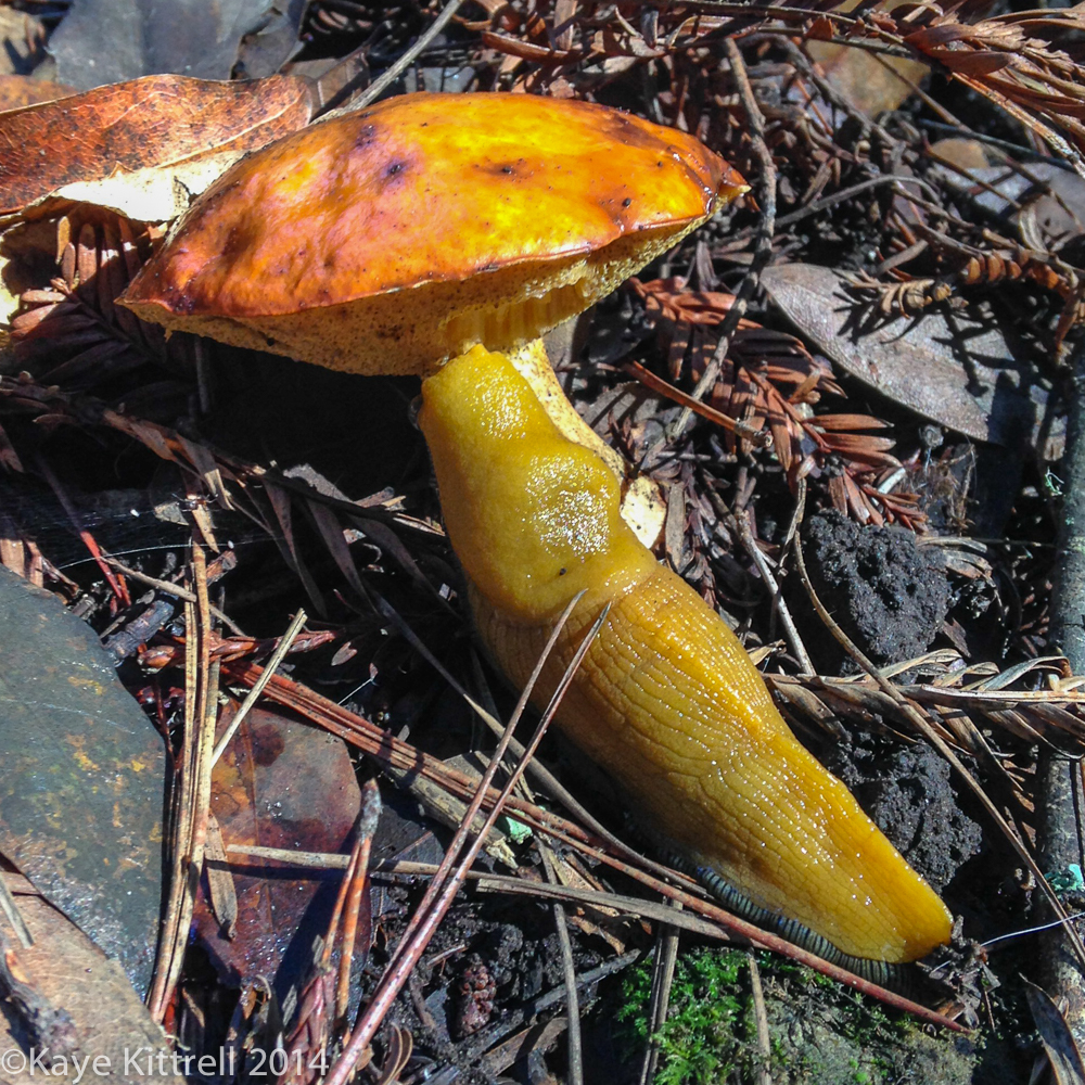 Nature Walk-Name that fungi!-9c.