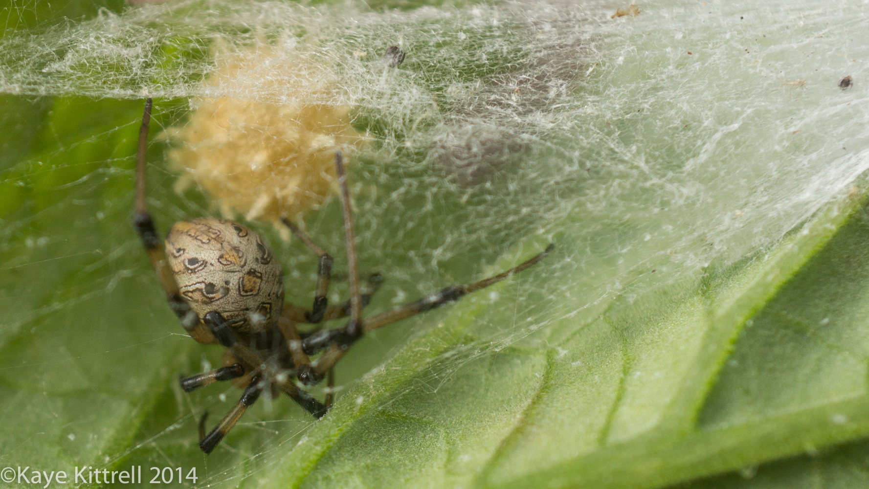 Growing Heirloom Tomatoes Part 4 - brown widow spider