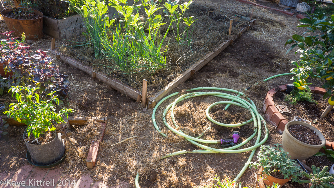 The connection between a June bug and a raccoon - dug up garden