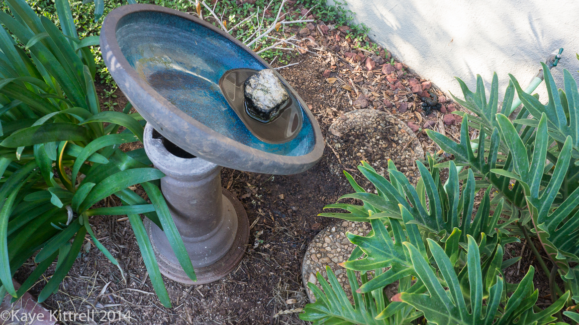 The connection between a June bug and a raccoon - birdbath askew