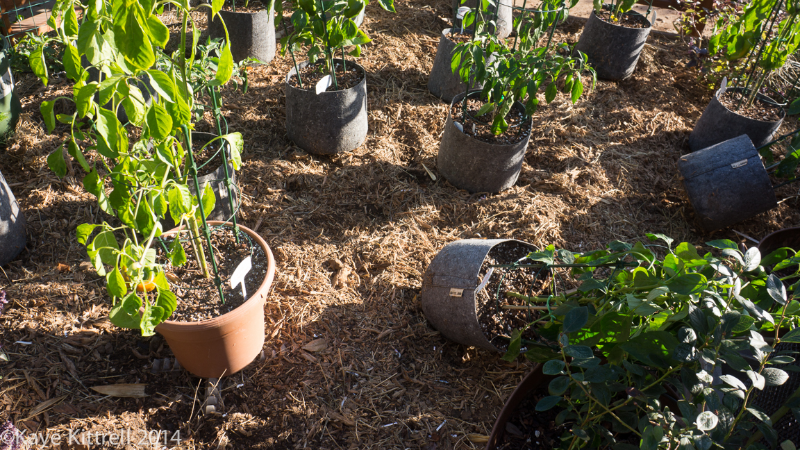 The connection between a June bug and a raccoon - pots askew