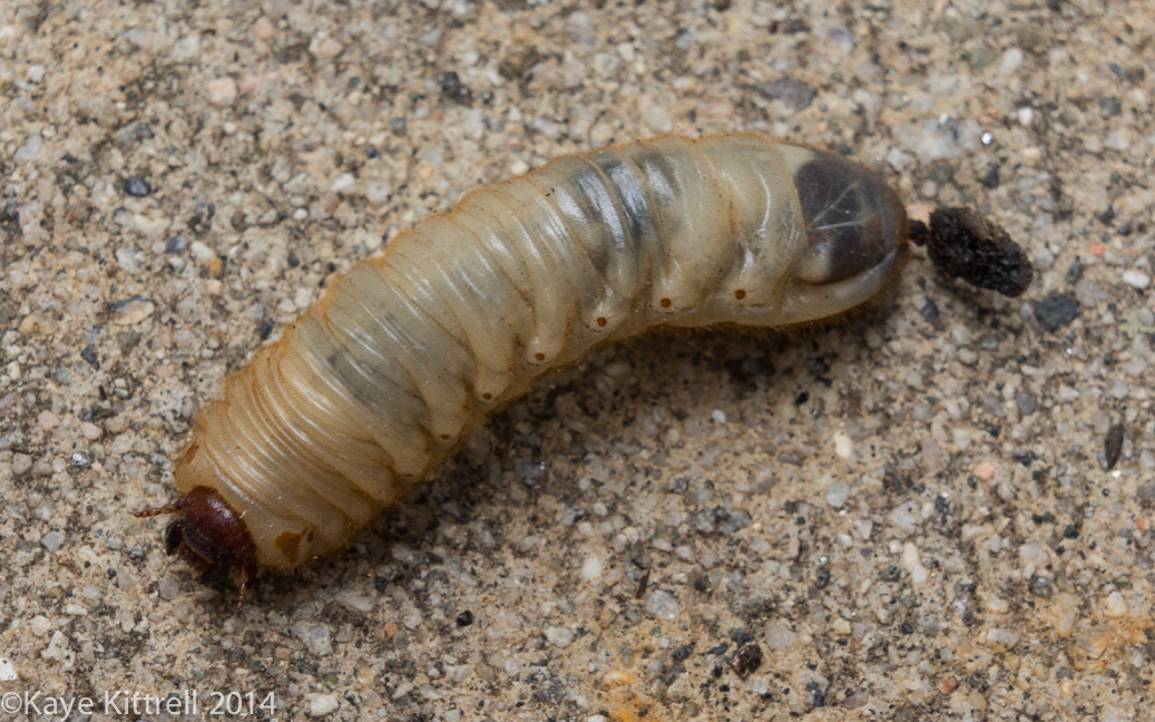 The connection between June bugs & raccoons - June bug or Figeater beetle larva