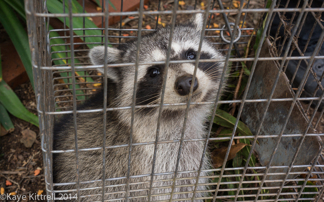 The connection between June bugs & raccoons - raccoon face