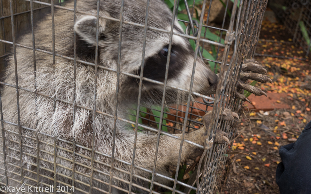 The connection between June bugs & raccoons - raccoon claws