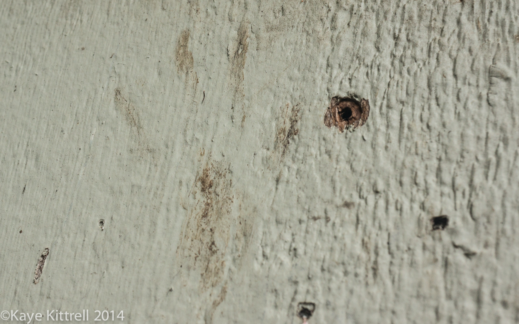 The connection between June bugs & raccoons - raccoon track