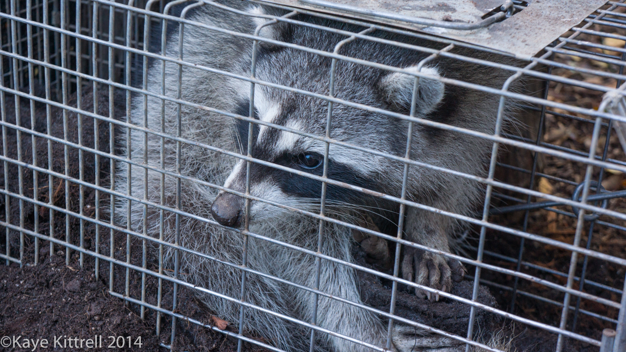 Learning about raccoons - raccoon holding pot