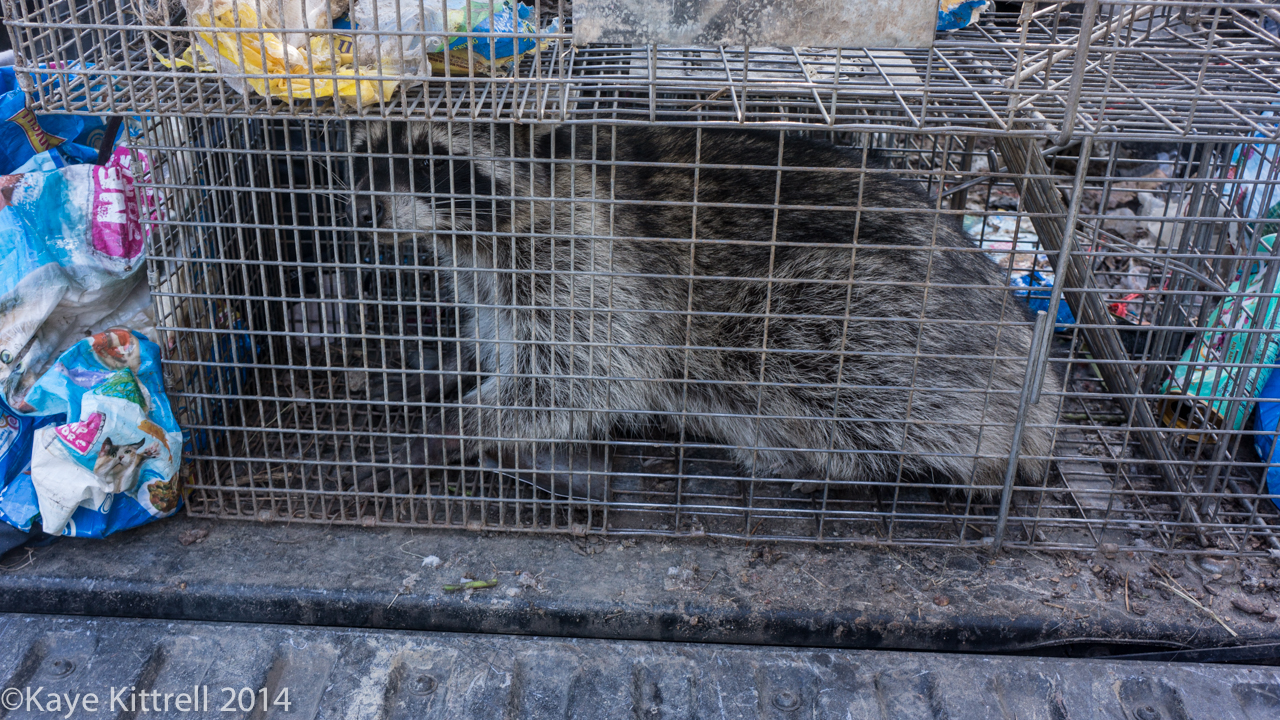 Learning about raccoons - 30 pound raccoon