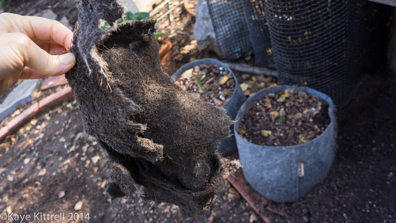 Learning about raccoons - cloth