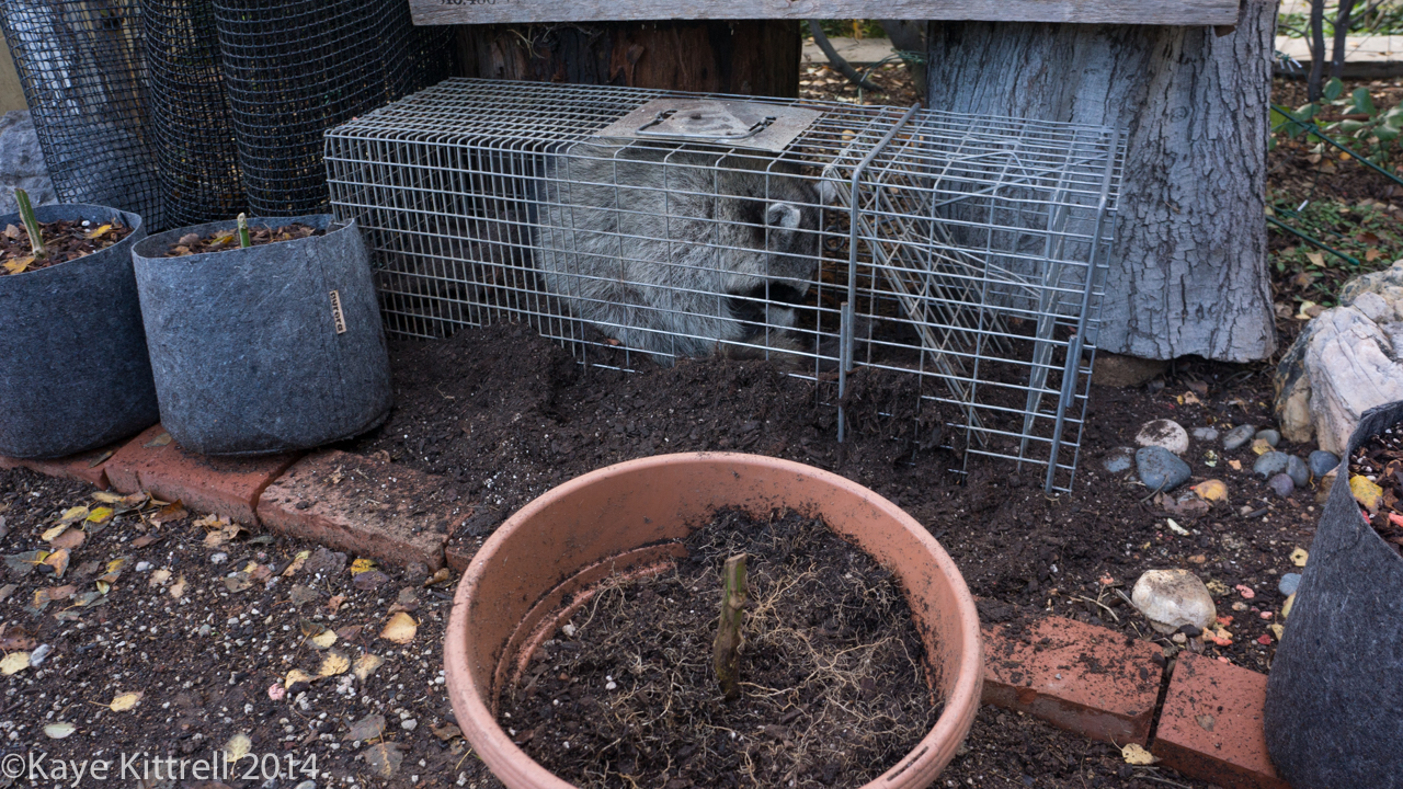Learning about raccoons - raccoon digging