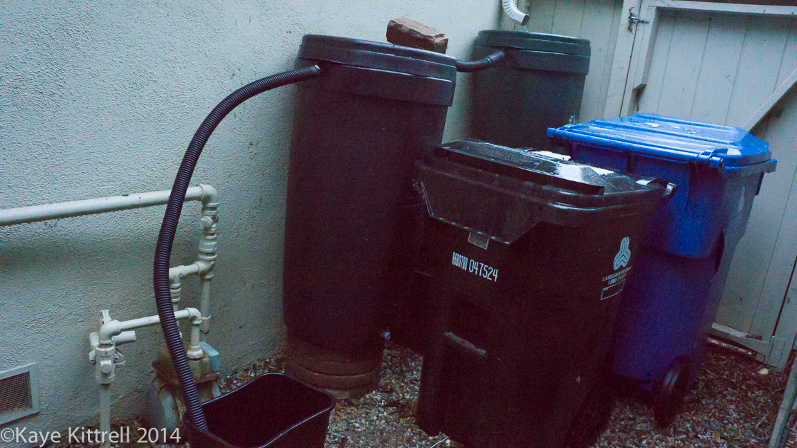 Make the most of the rain event, plant! - 2nd rain barrel