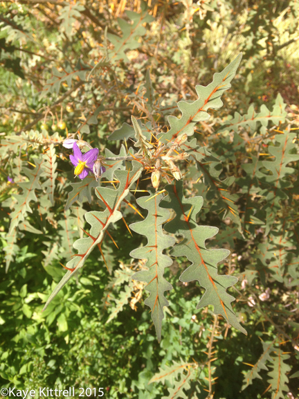 Four Fun-filled Primarily Paleo Days with a Midwife Blogger - nightshade