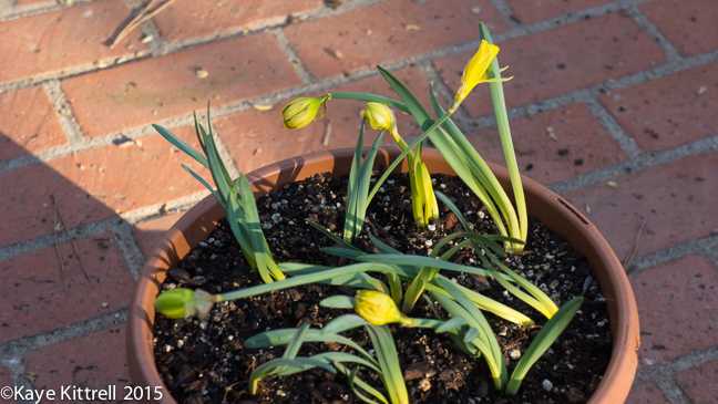 Birthday Reflections, Valentine's Day style - buttercups