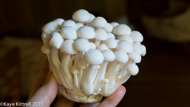 Birthday Reflections, Valentine's Day style - mushrooms