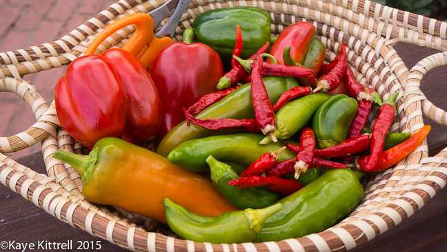 Growing Peppers Part 2 - late harvest