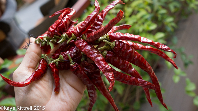 Growing Peppers Part 2 - Cayenne necklace