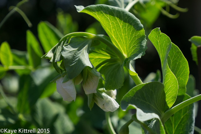 Time to sow peas & carrots - Oregon blooms