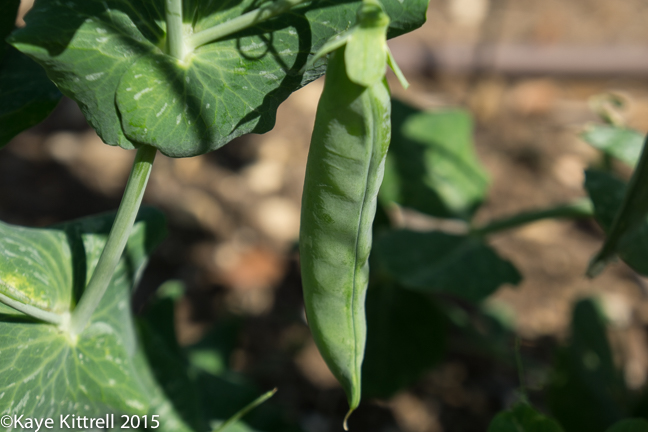 It's time to sow peas and carrots - sweet pea pod