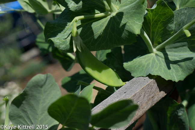 Time to sow peas & carrots - snow pod