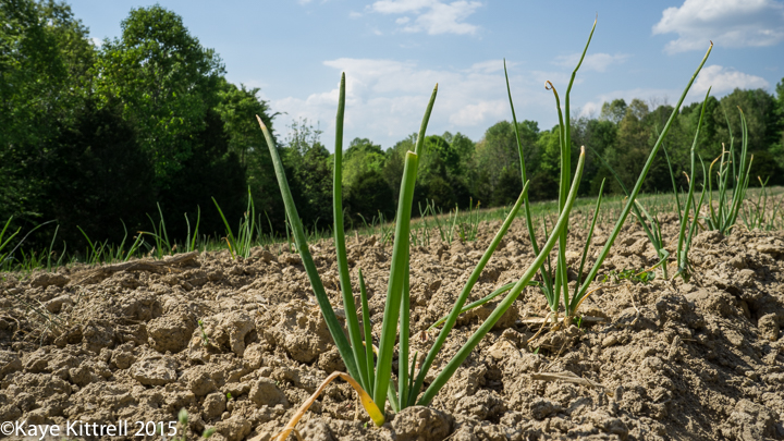 Late Bloomer Interviews Barefoot Farmer - onions